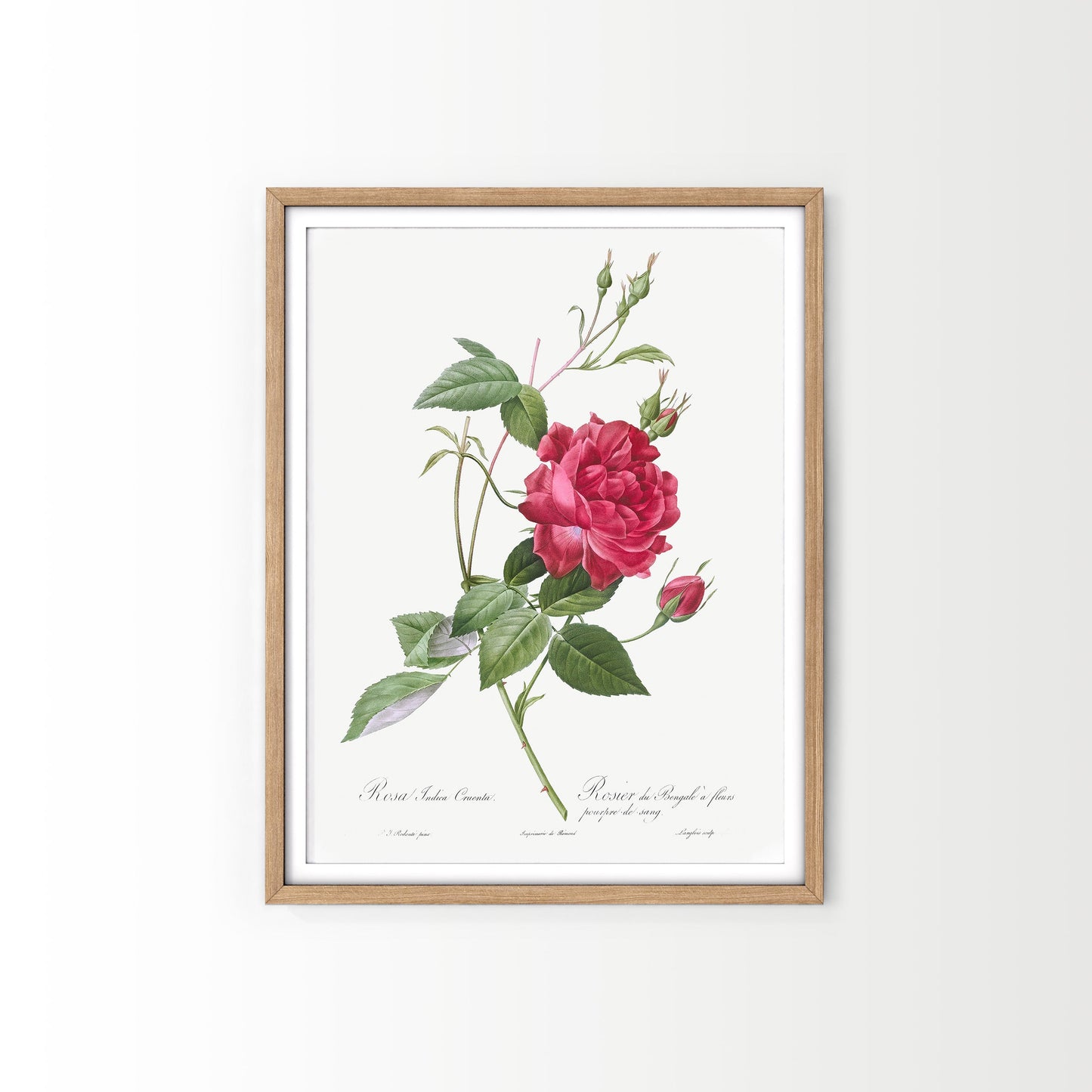 Vintage Roses Flower Print, Botanical Wall Art