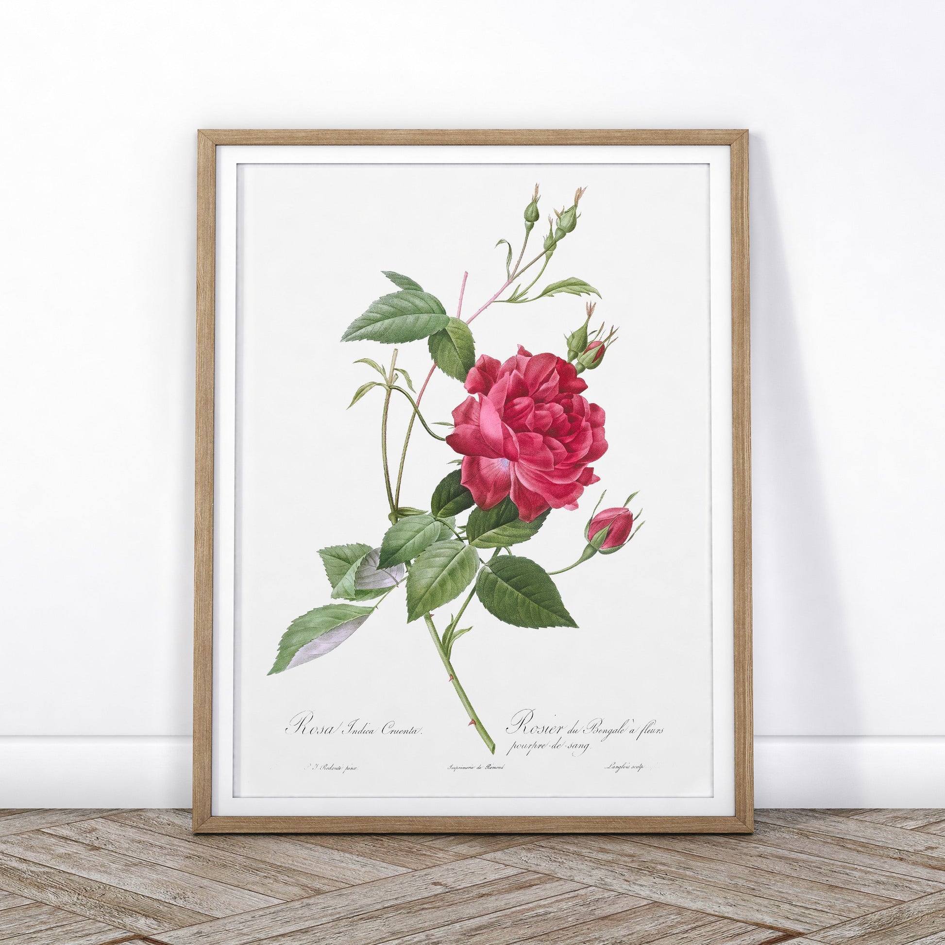 Vintage Roses Flower Print, Botanical Wall Art