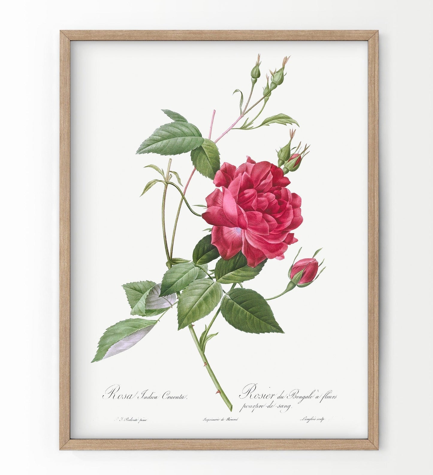 Vintage Roses Flower Print, Botanical Wall Art