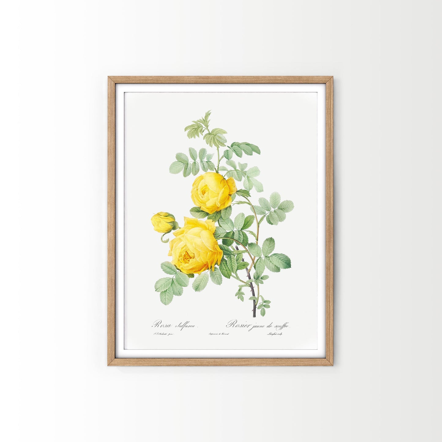 Vintage Yellow Roses Flower Print, Botanical Wall Art 03