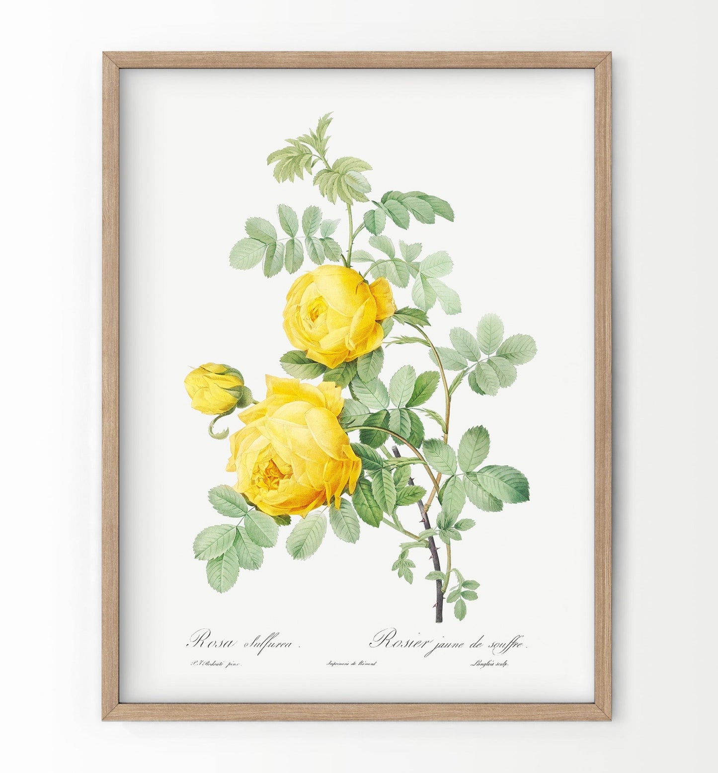 Vintage Yellow Roses Flower Print, Botanical Wall Art 03