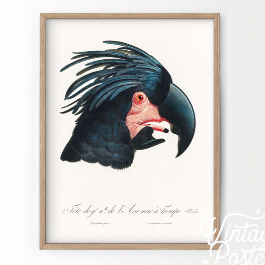 Home Poster Decor Black Cockatoo Print, Parrot Wall Art, Vintage Bird Poster,  Antique Bird Art, Black Bird, Gift Idea, High Quality Paper, Vintage Bird
