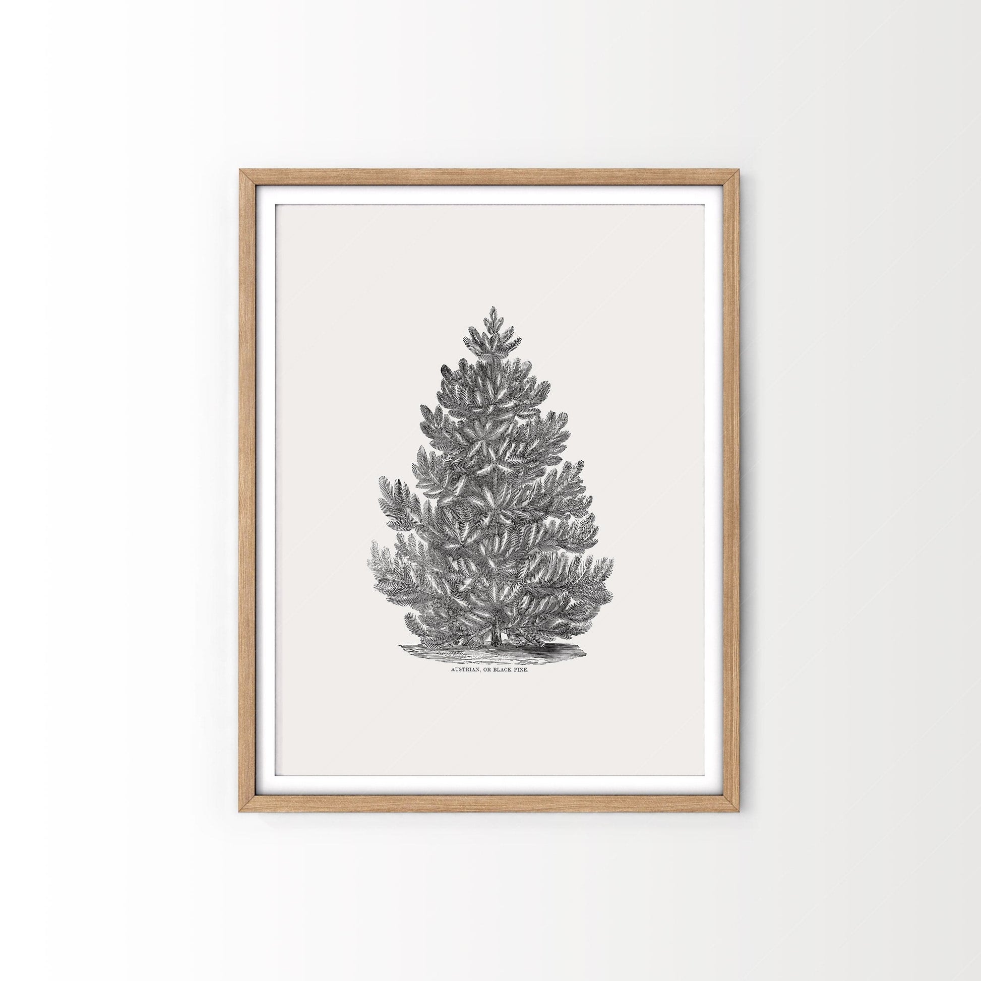 Home Poster Decor Black Pine Tree, Christmas Wall Decor, Forest Poster, Norway Spruce, Botanical Print, Winter Art, Vintage Gift, Nordic Forest, Canada Trees