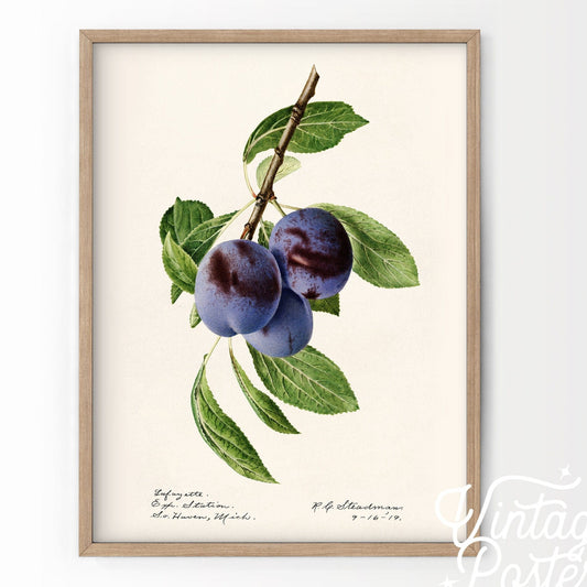 Home Poster Decor Blueberry Print, Vintage Fruit Poster, Botanical Fruit, Vintage Kitchen, Minimalist Decor, Tropical fruits, High Quality Paper up to 24"x36"