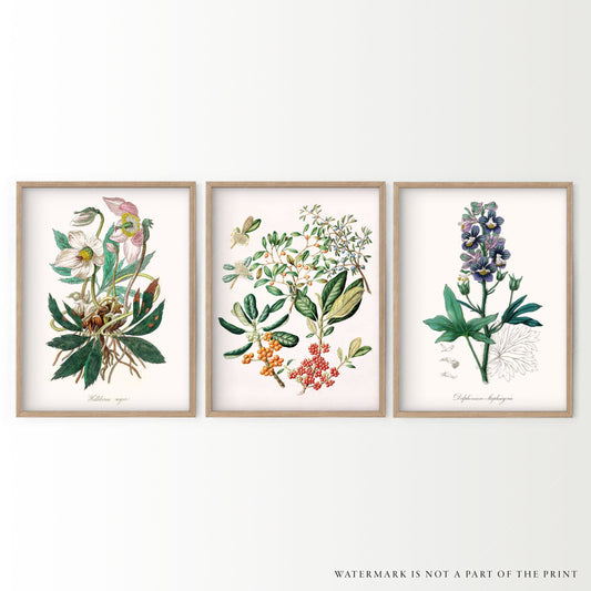 Home Poster Decor Set of 3 Botanical Gallery Wall, Triptych Art Set, Antique Flower Print, Vintage Floral Art, Girl Bedroom Decor, Abstract Floral leaves, Delphinium