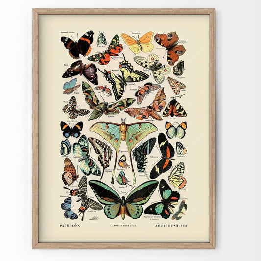 Home Poster Decor Single Butterfly Print, Adolphe Millot Poster, Girls Bedroom, Vintage Poster, Butterfly Poster, Gift for Her, Nursery Butterfly