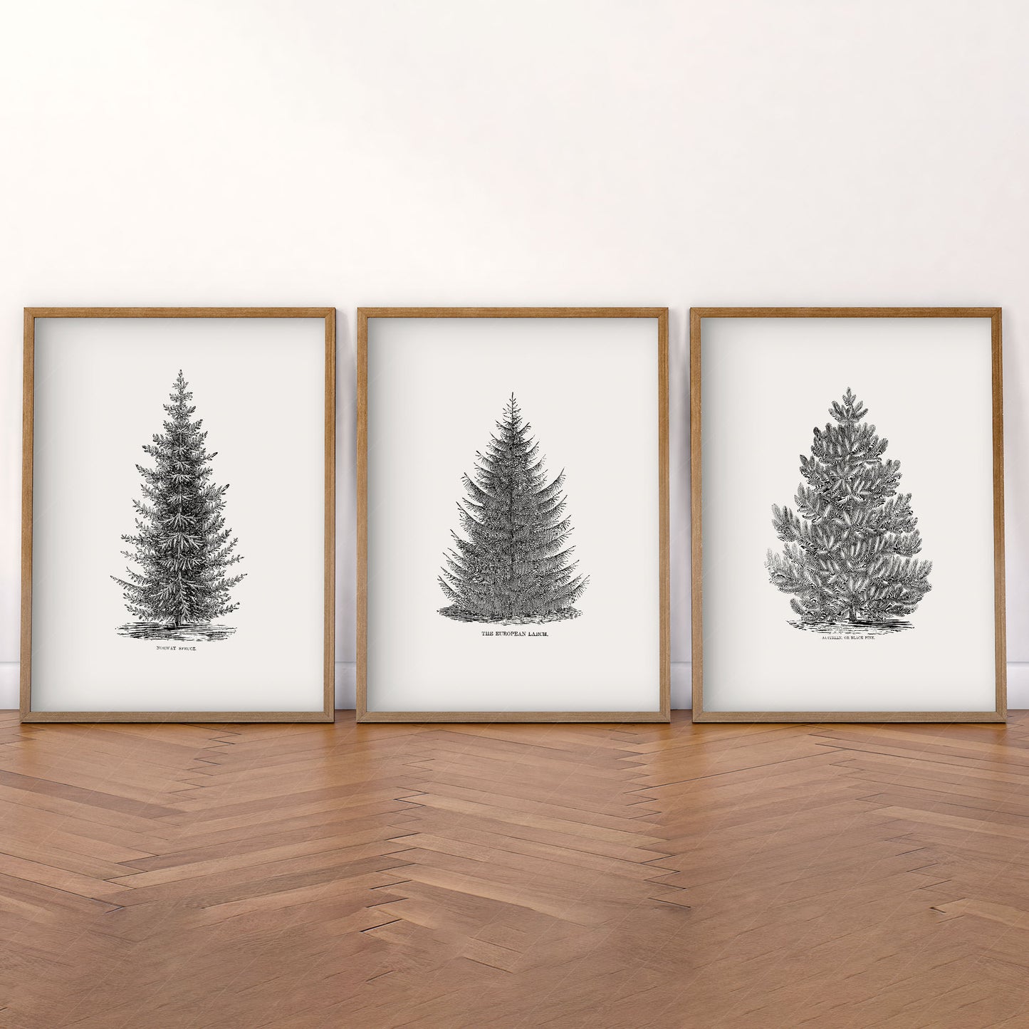 Norway Spruce Trees Wall Art, Set of 3 Prints