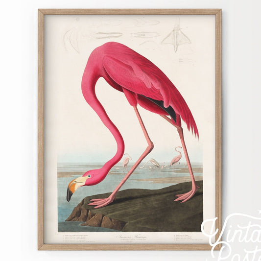 Home Poster Decor Flamingo Print, Antique Bird Painting, Pink Flamingo, Farmhouse Decor, Rustic Decor, Bird Print, John Audubon Poster, Pink Vintage Nursery