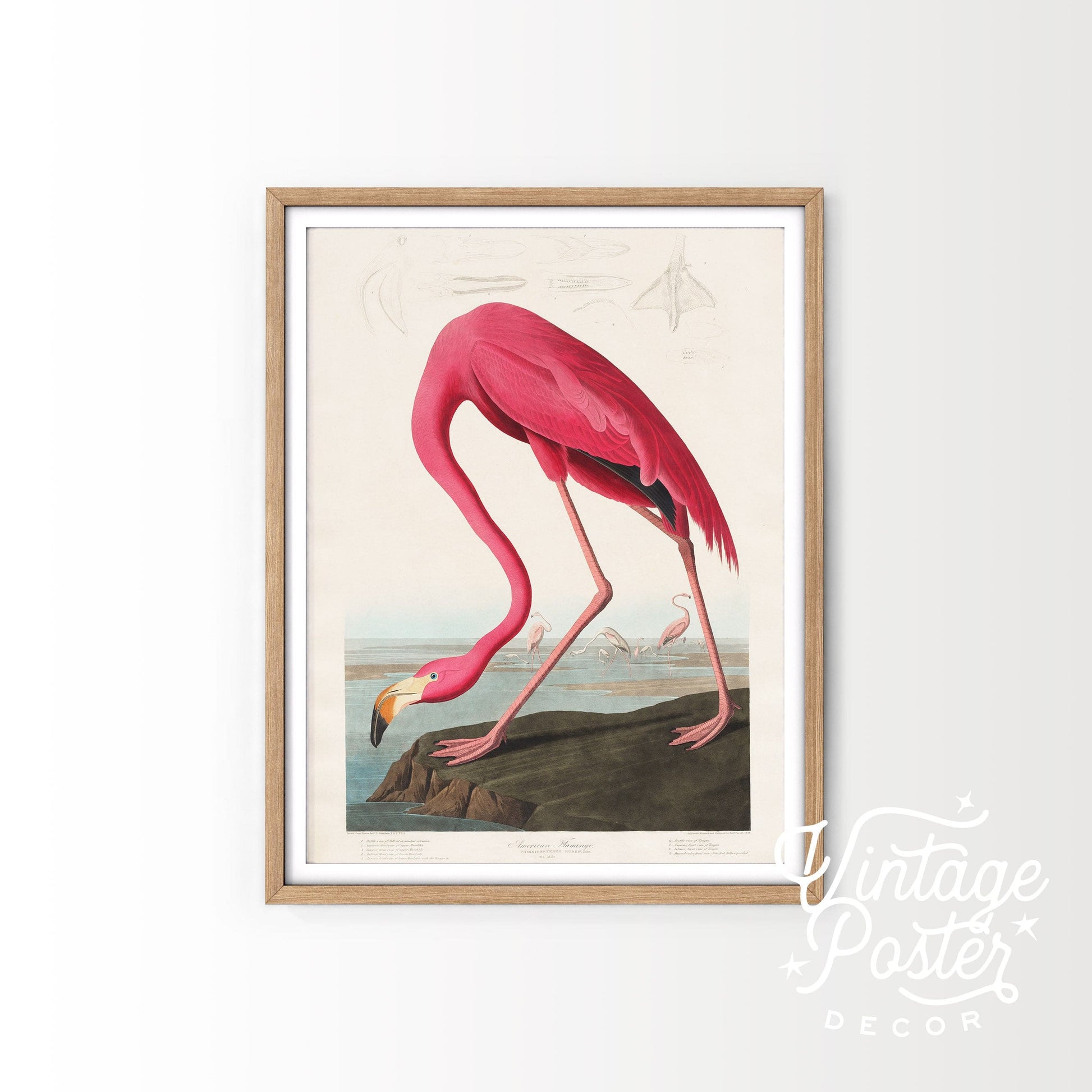 Home Poster Decor Flamingo Print, Antique Bird Painting, Pink Flamingo, Farmhouse Decor, Rustic Decor, Bird Print, John Audubon Poster, Pink Vintage Nursery