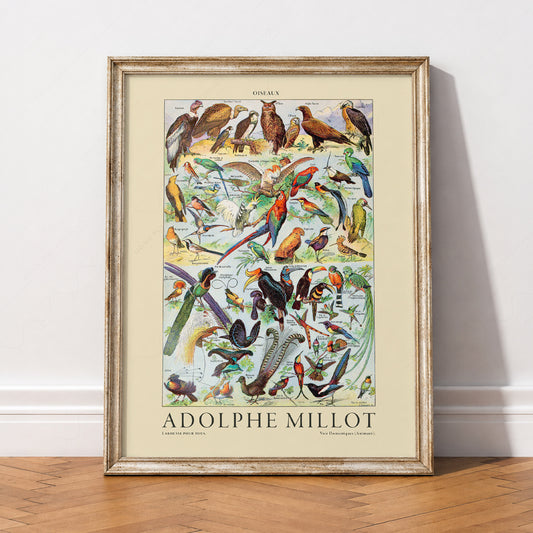 Adolphe Millot Oiseaux Birds Print – Vintage Scientific Poster Art – 12-01 — artwork preview 2