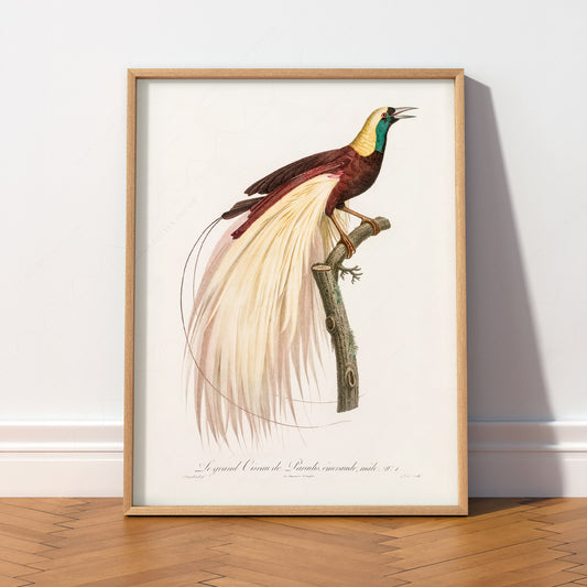 Emperor Bird of Paradise Art Print – Vintage Ornithology Wall Poster – 02-17 — artwork preview 2