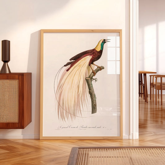 Emperor Bird of Paradise Art Print – Vintage Ornithology Wall Poster – 02-17 — artwork preview 5