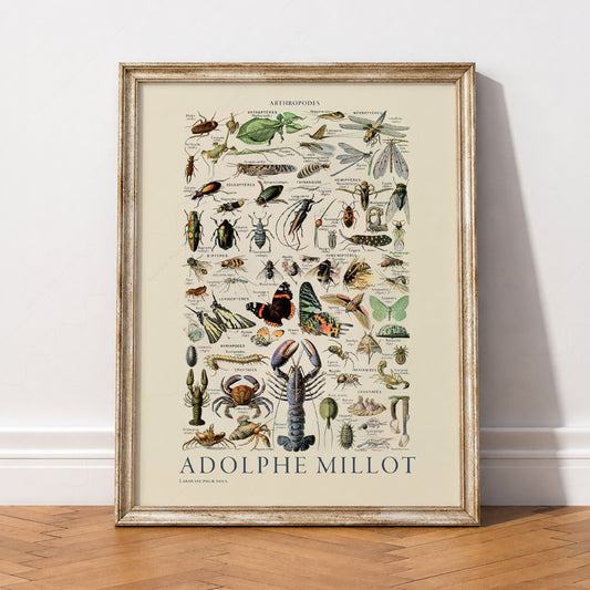 Adolphe Millot Arthropodes Print – Vintage Scientific Illustration Poster – 12-01 — artwork preview 2