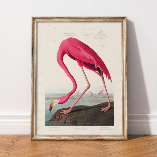John James Audubon American Flamingo Print – Vintage Bird Wall Art – 02-02 — artwork preview 2