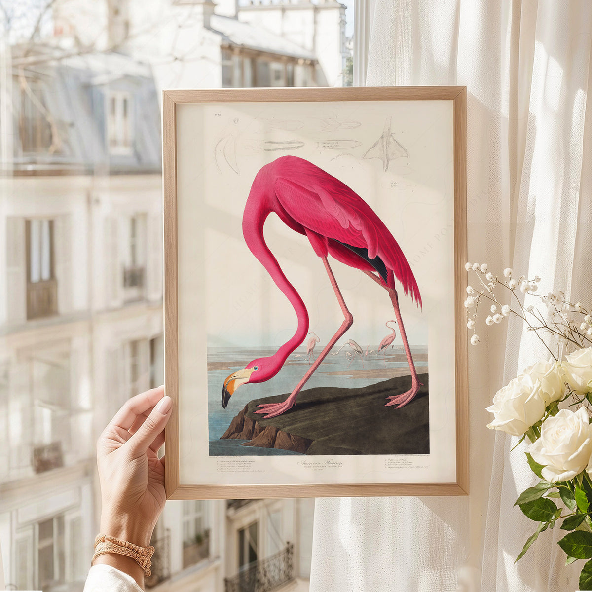 John James Audubon American Flamingo Print – Vintage Bird Wall Art – 02-02 — artwork preview 8