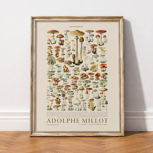 Adolphe Millot Champignons Mushroom Print – Vintage Botanical Wall Art – 12-02 — artwork preview 2