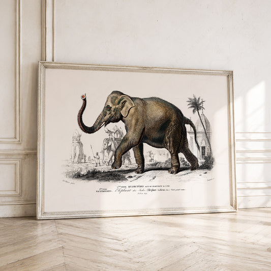 Charles Dessalines Indian Elephant Print – Vintage Natural History Wall Art – 01-04 — artwork preview 1