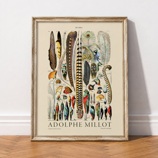 Adolphe Millot Plumes Feathers Print – Vintage Natural History Wall Art – 12-07 — artwork preview 2
