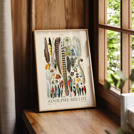 Adolphe Millot Plumes Feathers Print – Vintage Natural History Wall Art – 12-07 — artwork preview 7