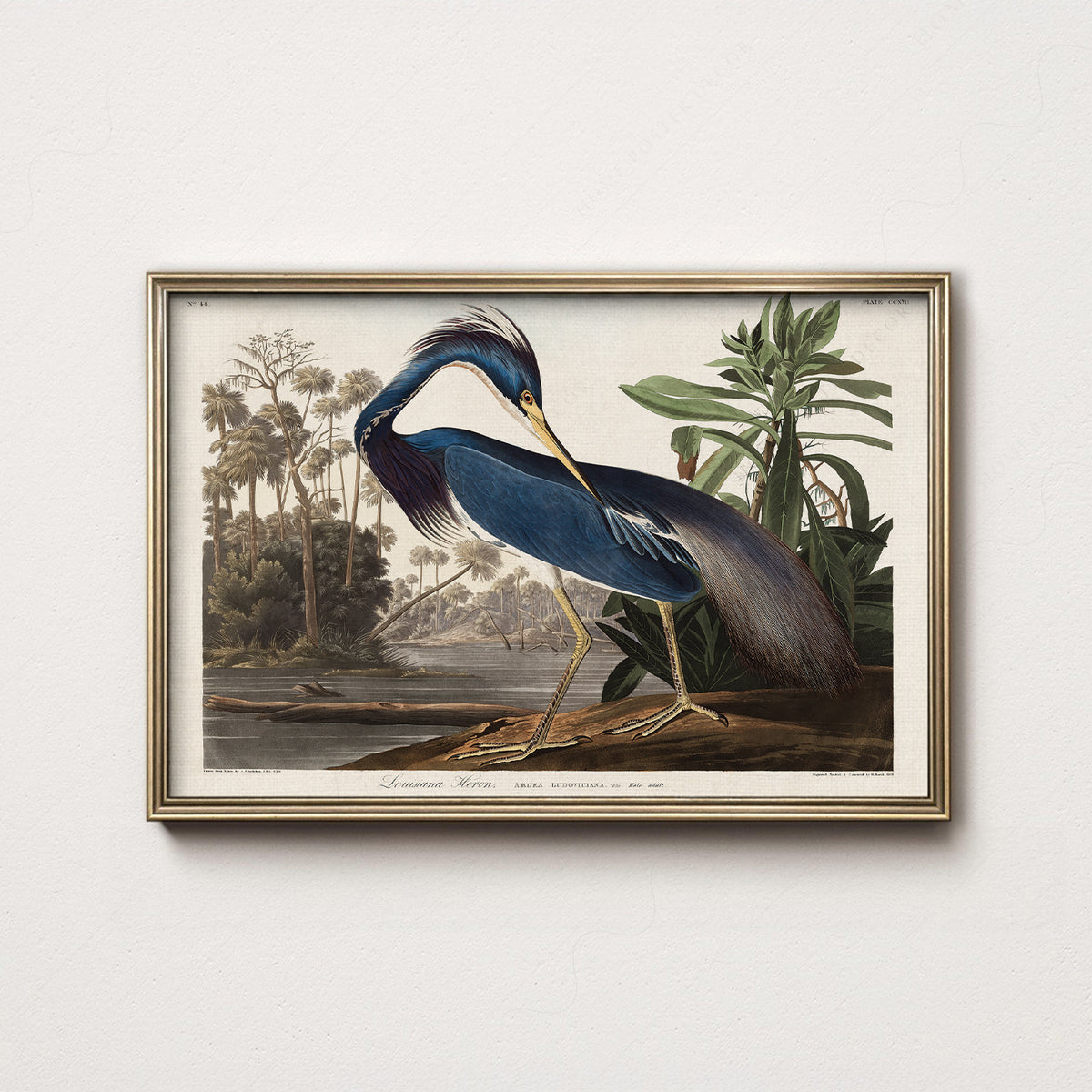 John James Audubon Louisiana Heron Print – Vintage Bird Wall Art – 02-01 — artwork preview 7