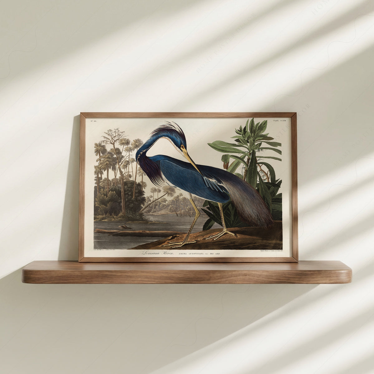 John James Audubon Louisiana Heron Print – Vintage Bird Wall Art – 02-01 — artwork preview 8