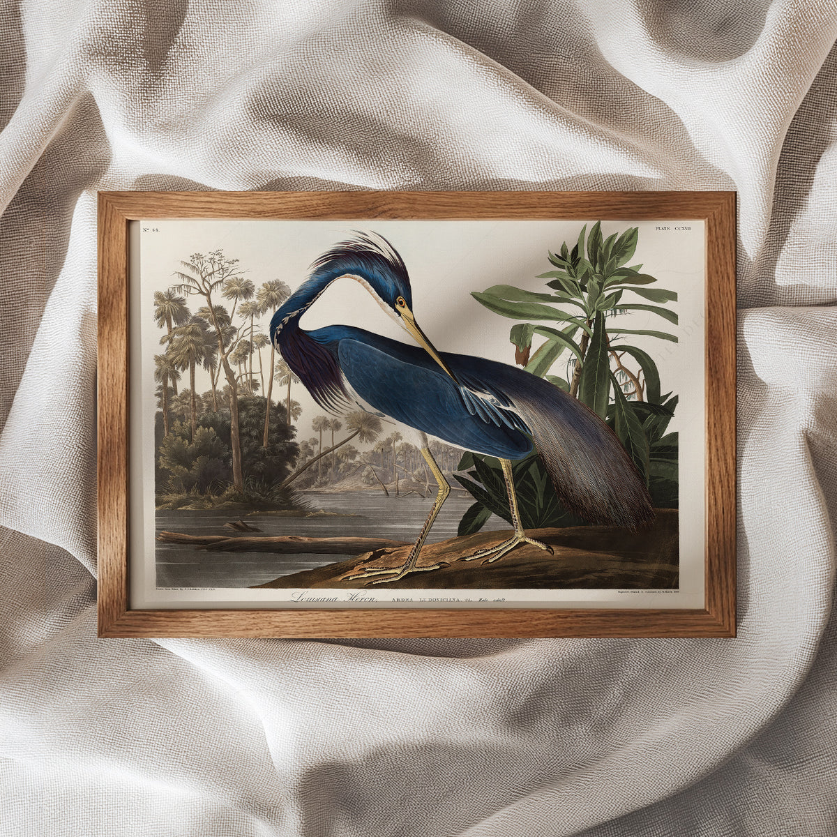 John James Audubon Louisiana Heron Print – Vintage Bird Wall Art – 02-01 — artwork preview 11
