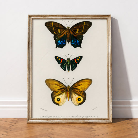 Charles Dessalines Butterfly Art Print – Vintage Natural History Poster – 03-05 — artwork preview 2