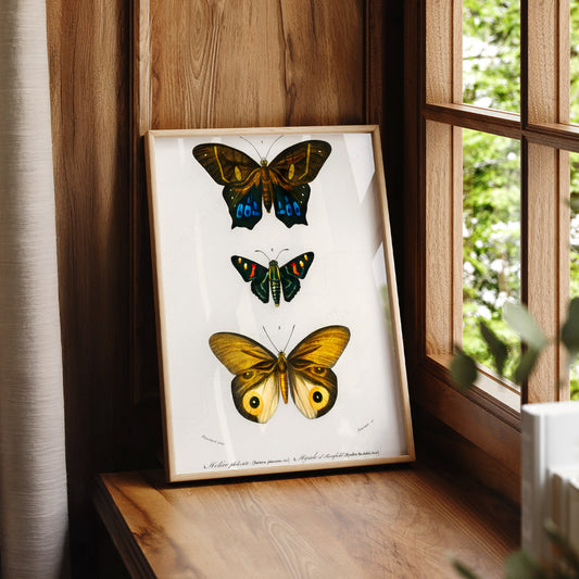 Charles Dessalines Butterfly Art Print – Vintage Natural History Poster – 03-05 — artwork preview 7