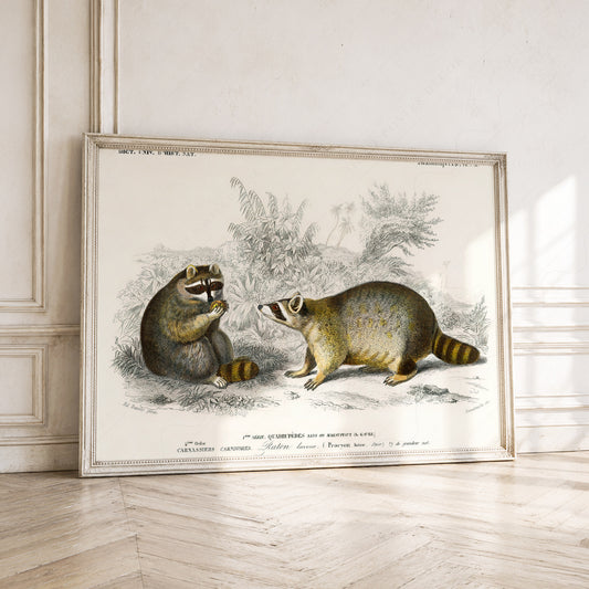 Charles Dessalines D'Orbigny Raccoon Print – Vintage Natural History Wall Art – 01-25 — artwork preview 1