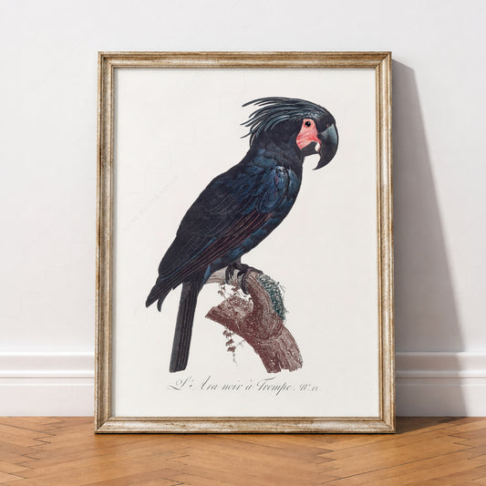 Black Palm Cockatoo Vintage Bird Print – Natural History Wall Art Poster – 02-13 — artwork preview 2