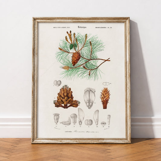 Vintage Pine Tree Botanical Print – Maritime Pine Scientific Wall Art Poster – 04-43 — artwork preview 2