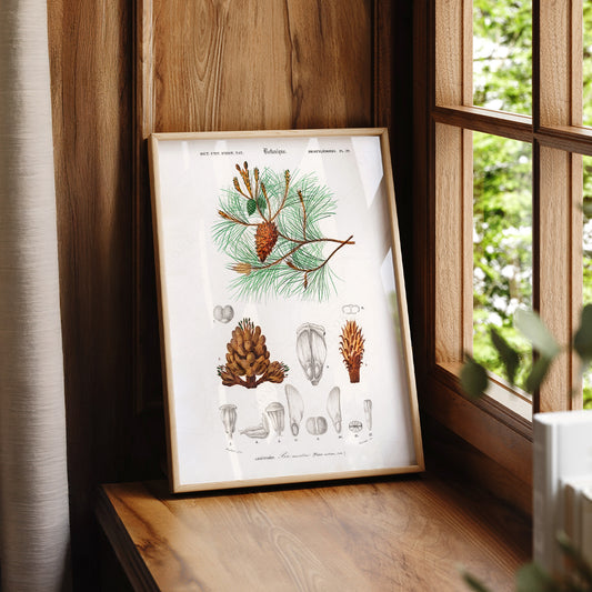 Vintage Pine Tree Botanical Print – Maritime Pine Scientific Wall Art Poster – 04-43 — artwork preview 7