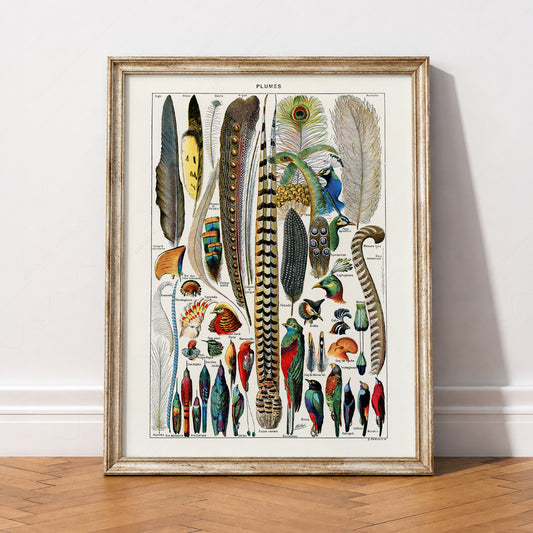 Adolphe Millot Plumes Feathers Print – Vintage Natural History Wall Art – 05-04 — artwork preview 2