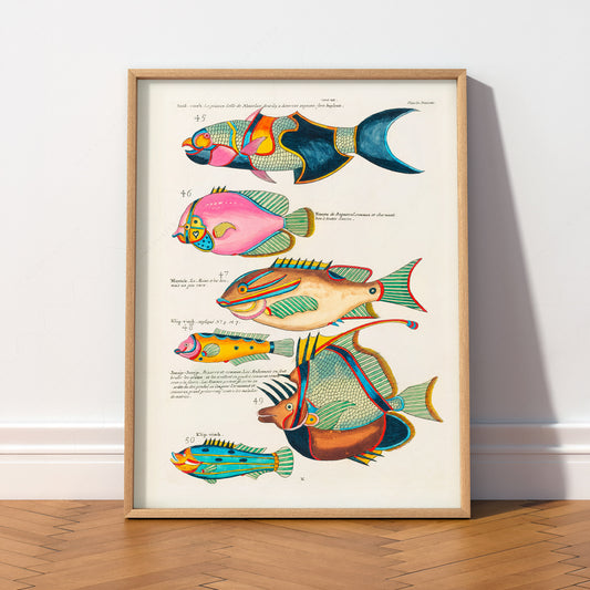Vintage Fish Illustration Print – Antique Natural History Coastal Wall Art – 01-01 — artwork preview 2