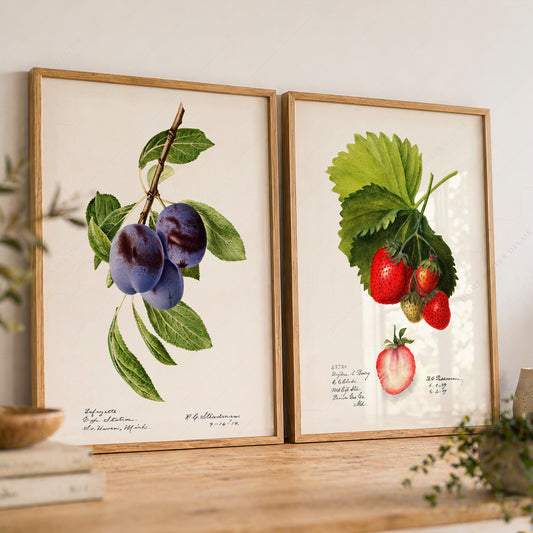 Vintage Botanical Fruit Art Print Set of 2 – Plums and Strawberries Kitchen Wall Decor 2 – 08-01 — artwork preview 8