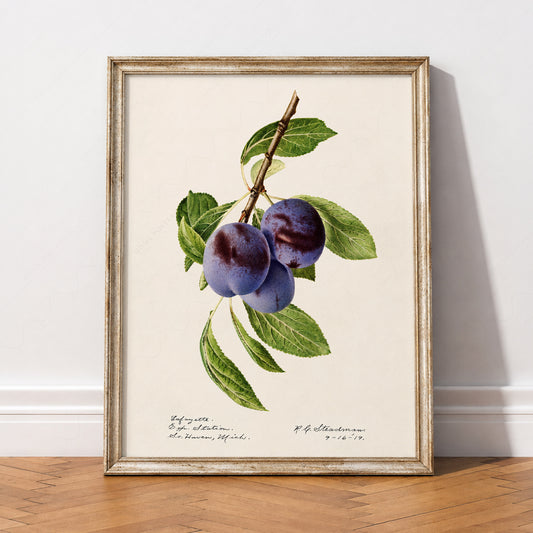 Vintage Plum Botanical Print – Antique Fruit Art Kitchen Wall Decor – 08-04 — artwork preview 2