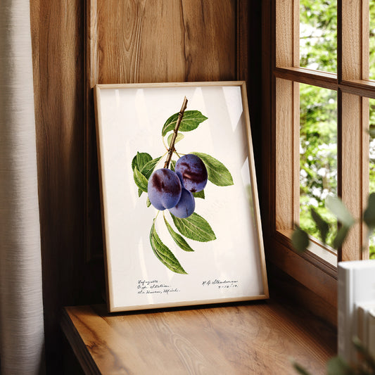 Vintage Plum Botanical Print – Antique Fruit Art Kitchen Wall Decor – 08-04 — artwork preview 7
