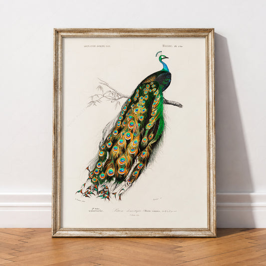 Vintage Peacock Print – Antique Natural History Bird Illustration Wall Art – 02-06 — artwork preview 2