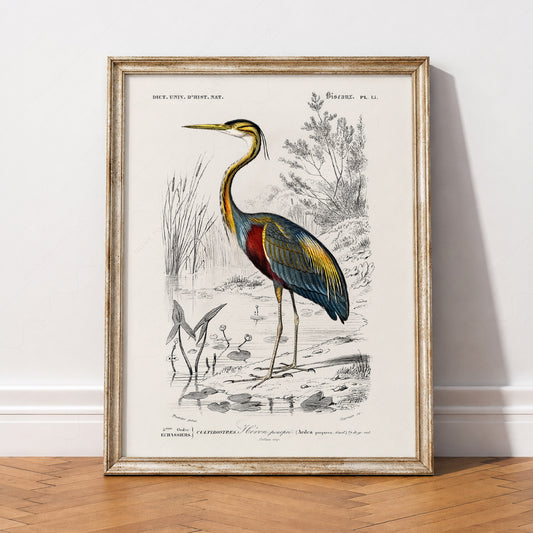 Vintage Purple Heron Print – Antique Bird Illustration Wall Art Poster – 02-03 — artwork preview 2