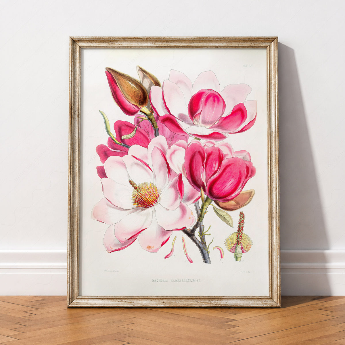 Vintage Magnolia Botanical Print – Pink Floral Wall Art Poster – 04-06 — artwork preview 2