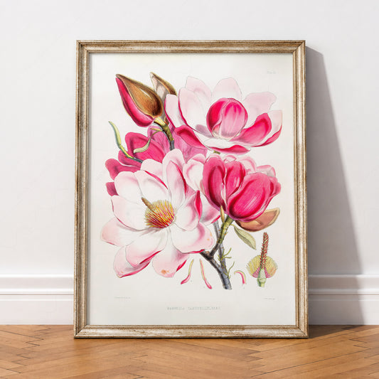 Vintage Magnolia Botanical Print – Pink Floral Wall Art Poster – 04-06 — artwork preview 2