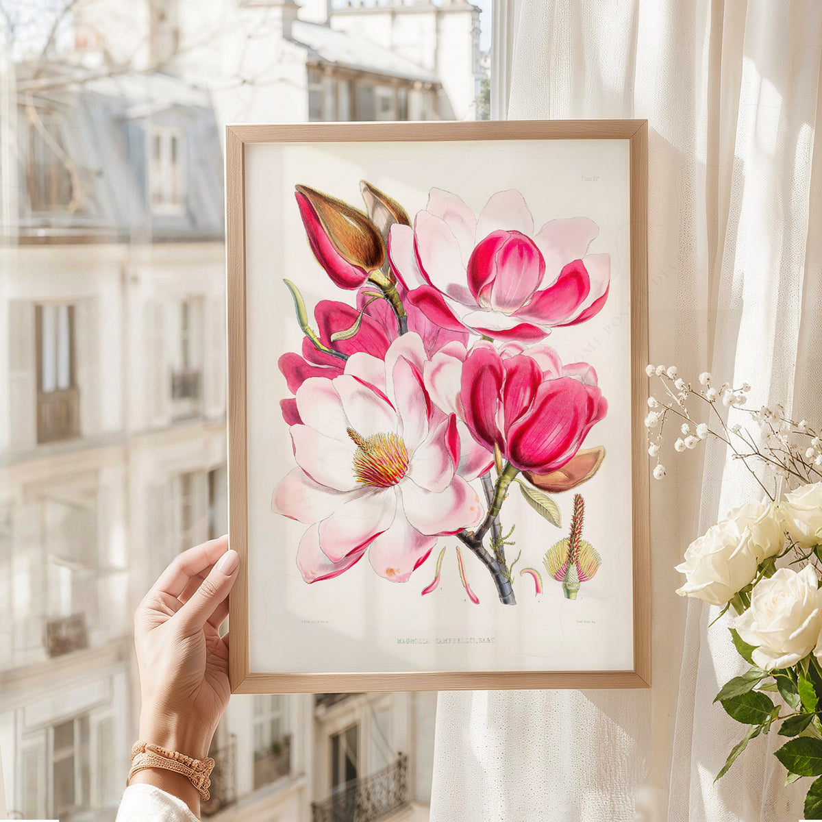 Vintage Magnolia Botanical Print – Pink Floral Wall Art Poster – 04-06 — artwork preview 8