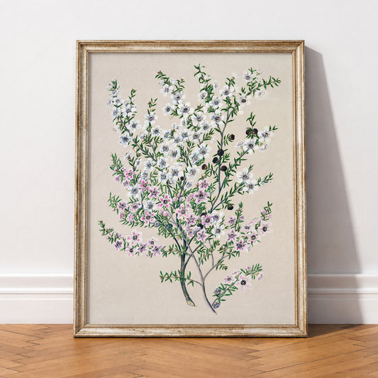 Vintage Manuka Flower Botanical Print – Antique Floral Wall Art Poster – 04-10 — artwork preview 2