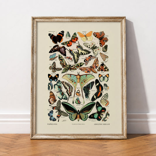 Adolphe Millot Papillons Butterfly Print – Vintage Nature Wall Art – 12-02 — artwork preview 2
