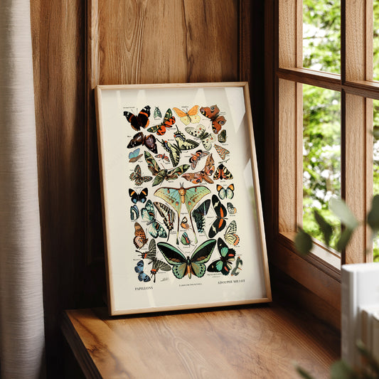 Adolphe Millot Papillons Butterfly Print – Vintage Nature Wall Art – 12-02 — artwork preview 7