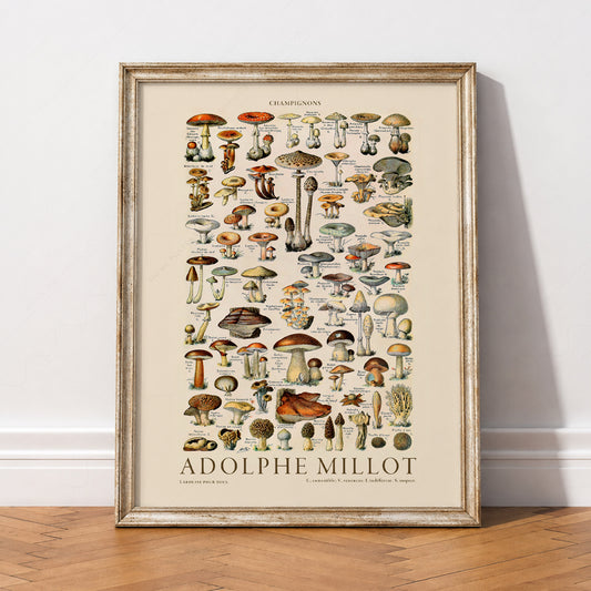 Adolphe Millot Champignons Mushroom Print – Vintage Botanical Poster – 12-01 — artwork preview 2
