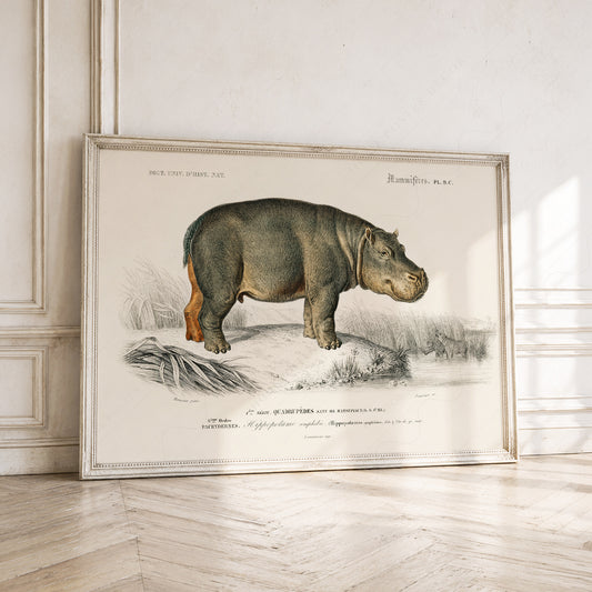 Vintage Hippopotamus Print – Antique Natural History Poster Wall Art – 01-05 — artwork preview 1