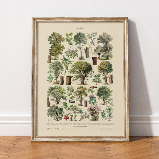 Adolphe Millot Arbres Trees Art Print – Vintage Botanical Wall Poster – 12-02 — artwork preview 2