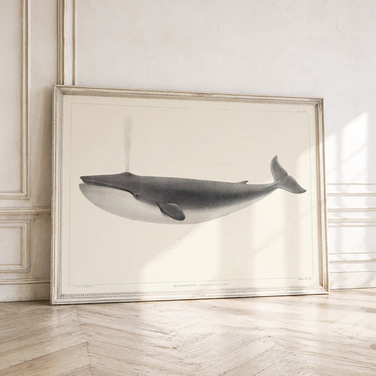 Vintage Whale Illustration Print – Nautical Wall Art Coastal Decor – 01-24 — artwork preview 1
