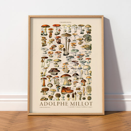 Adolphe Millot Champignons Mushroom Print – Vintage Botanical Poster — artwork preview 2